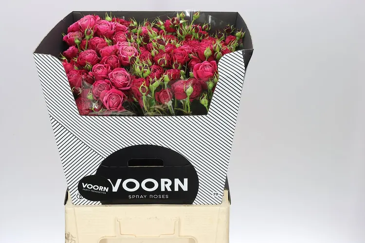 Rosa Tr Party Trendsetter 60 cm