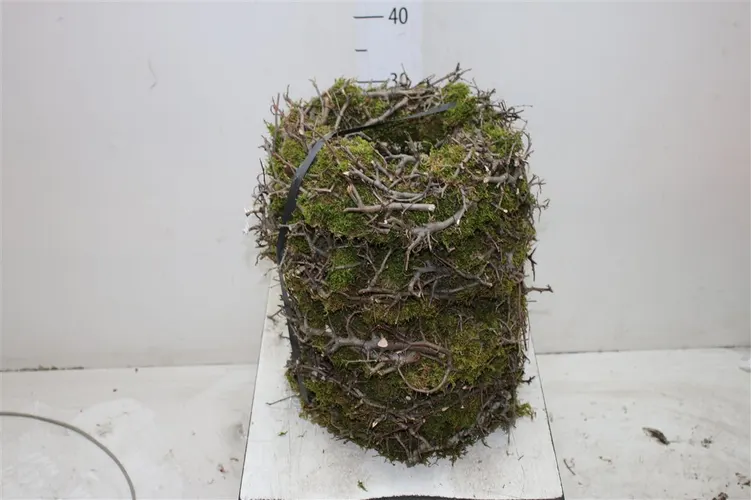 Wreath Bonsai Thick 30 cm
