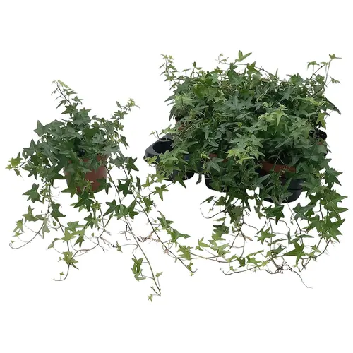 Hedera He Jacobine črepník 13 cm