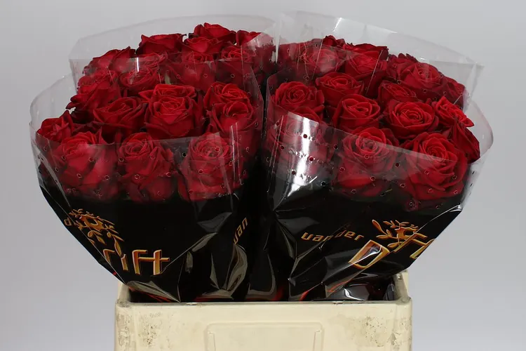 Ruža Red Naomi! Drf Sexy 60 cm