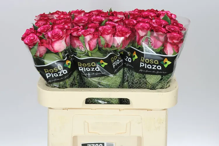Ruže klasické (Roses Big)