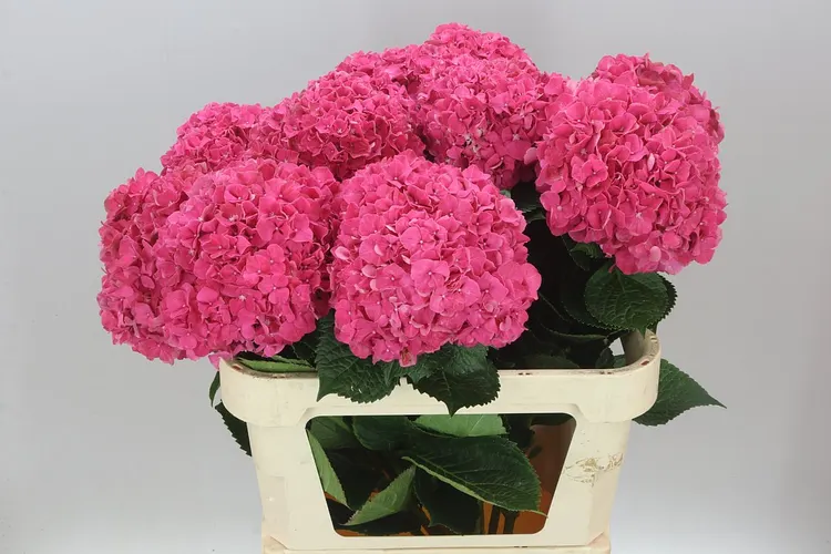 Hyd Glow Alps 80 cm