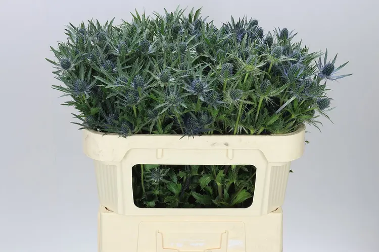 Eryngium Blue Lagoon 70 cm