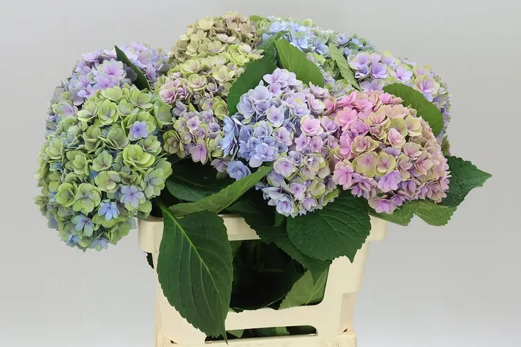Hortenzia Majestic Lilac Classic 60 cm