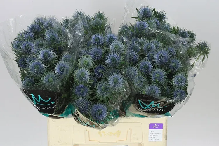 Eryngium Magnet 60 cm