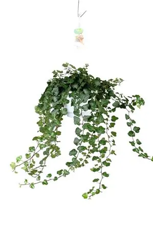 Hedera He Wonder Hang črepník 17 cm