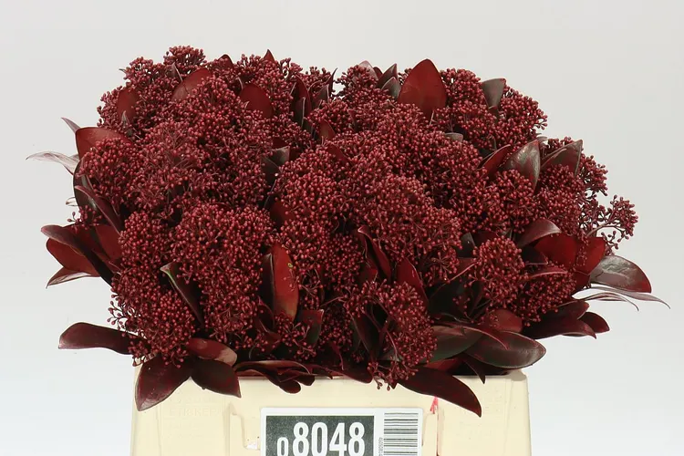 Skimmia farbená Bordeaux 45 cm