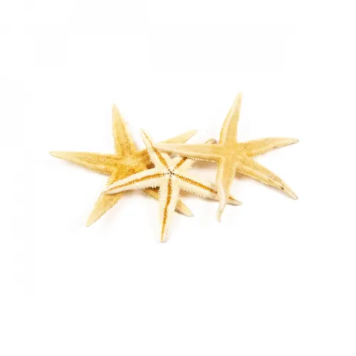 Mušľa Starfish krémová 10 cm