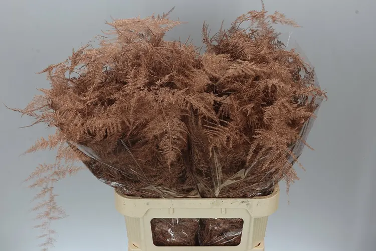 Asparagus Lang Getopt Copper 85 cm