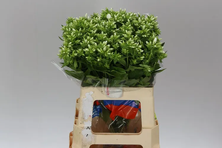 Flox Whitecap 60 cm