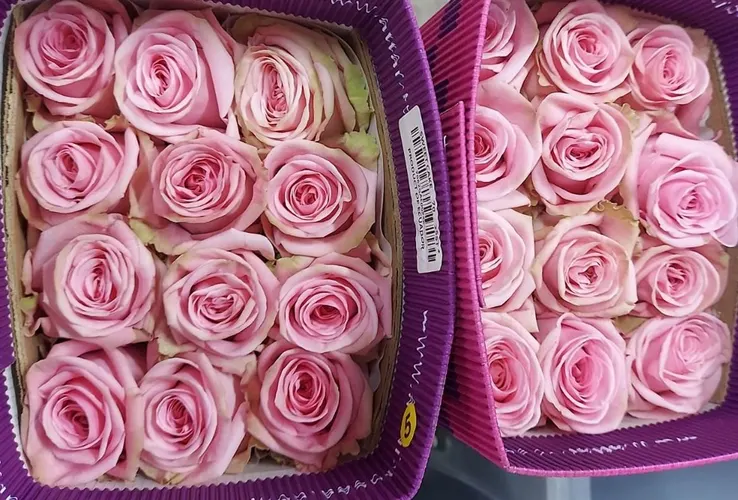 Rosa Gr Ec Pink Candy 40 cm