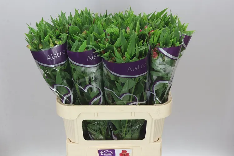 Alstro Tania 75 cm