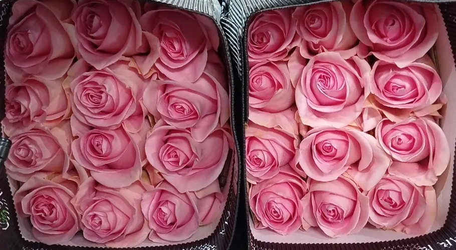 Rosa Gr Ec Luciano 40 cm