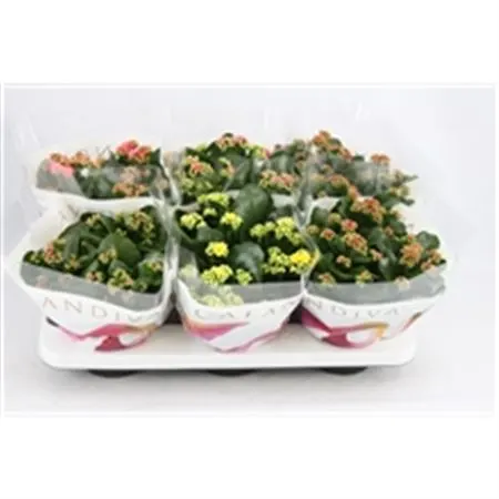 Kalanchoe Calandiva Mix črepník 15 cm
