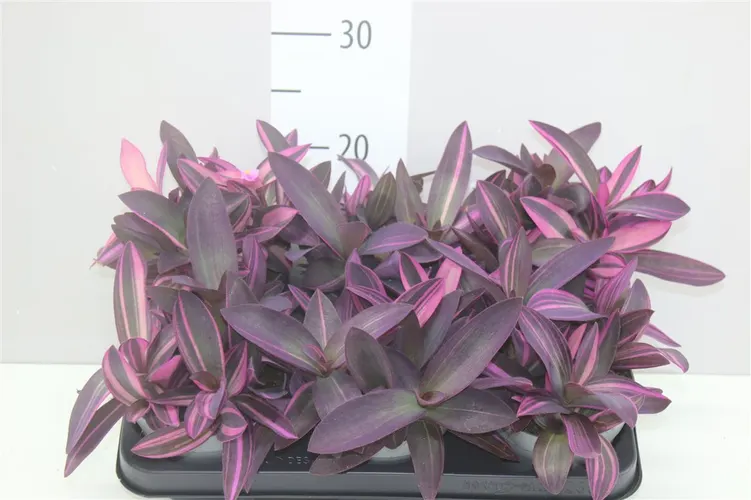 Tradescantia Pink Stripe črepník 12 cm