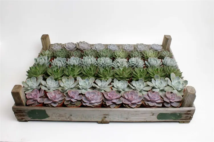 Echeveria Mix In Gazenbak črepník 8,5 cm