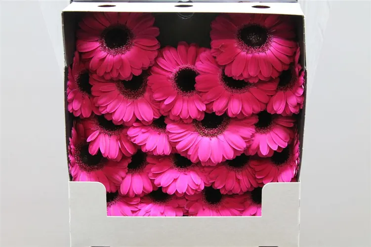 Germ D Caprice 55 cm