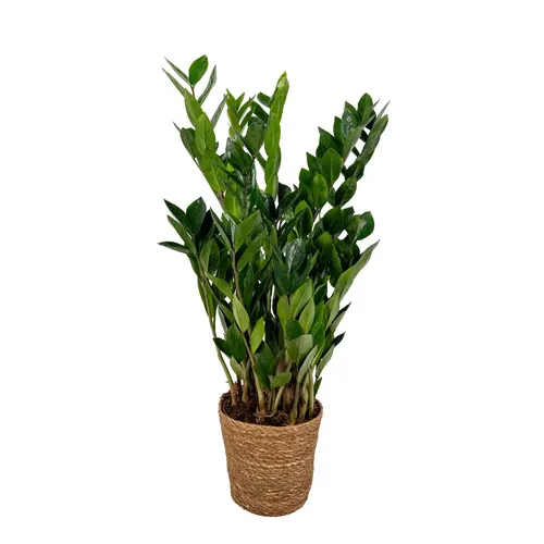 Zamioculcas 8+ In Mand črepník 17 cm