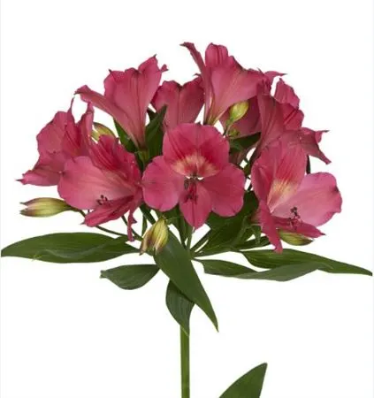 Alstro Intenz Dark Pink 75 cm
