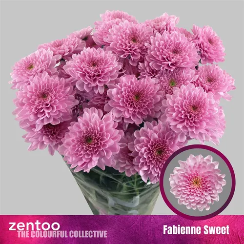 Chr T Fabienne Sweet 70 cm
