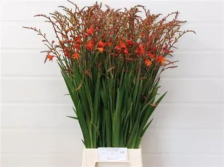 Crocosmia Red King 70 cm