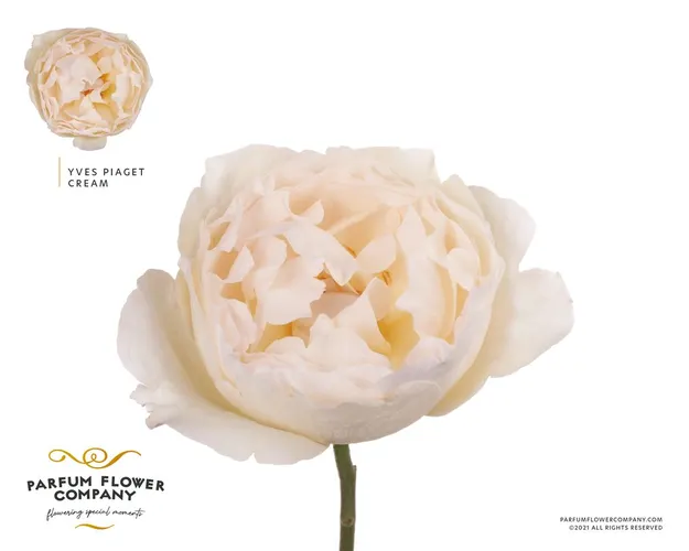 Rosa Gar Scented Cream Piaget 50 cm
