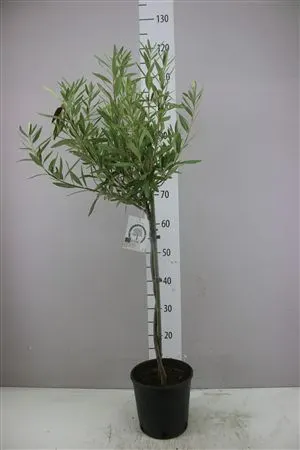 Olea Europaea Op Stam črepník 20 cm