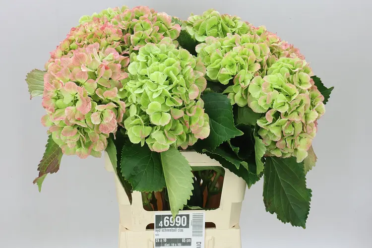 Hortenzia Schneeball Classic 65 cm