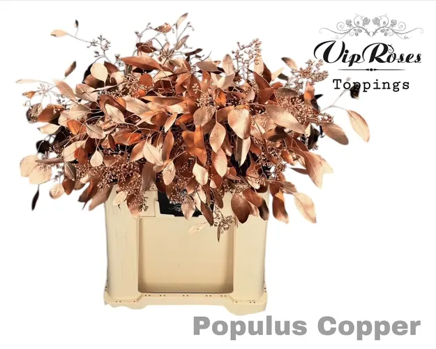 Eukalyptus Populus Bes Copper 65 cm