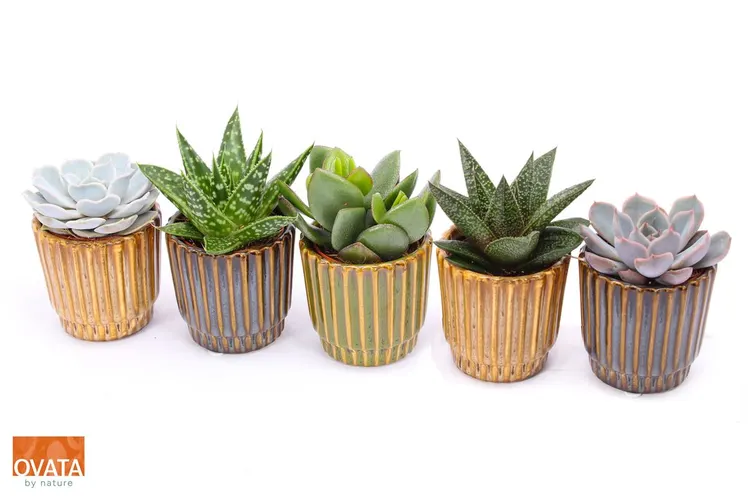Succulenten Gemengd In Nara črepník 7 cm