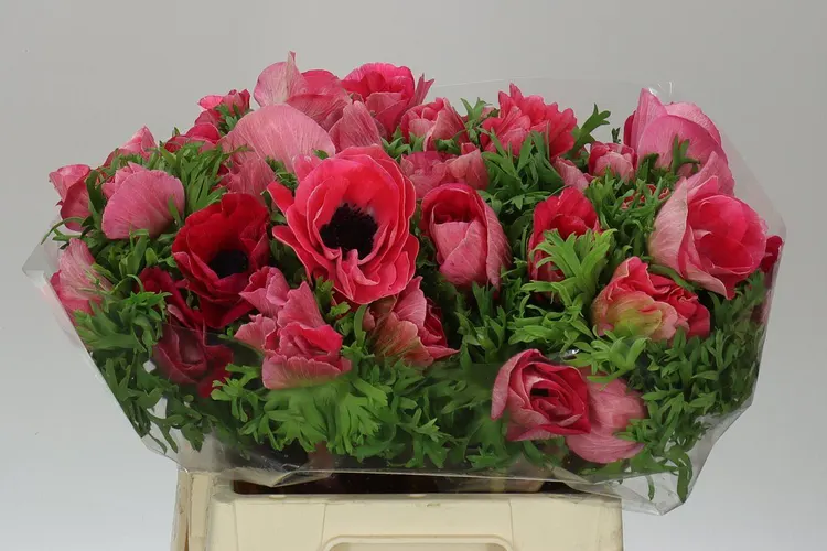 Anemonen Mistral Shocking 40 cm