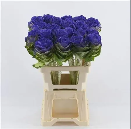 Brassica Painted Purple 60 cm