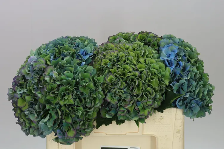 Hortenzia Parade Classic 50 cm