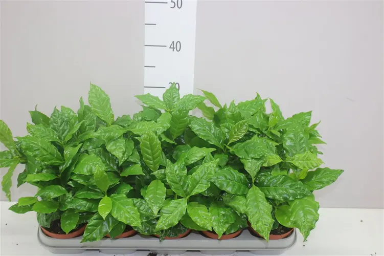 Kávovník Arabica črepník 12 cm