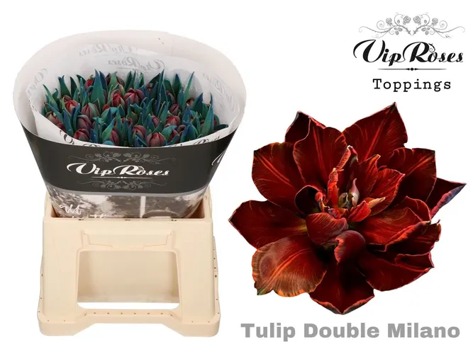 Tu Du Double Milano 36 cm
