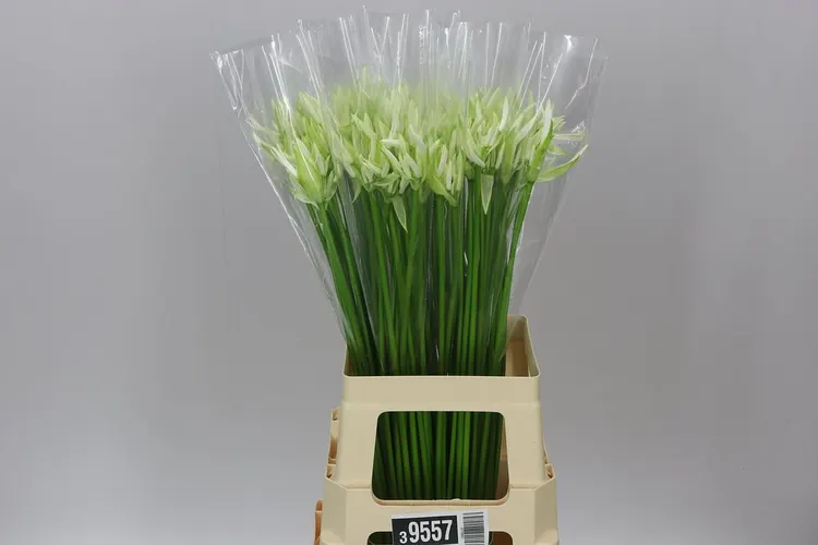 Nerine Bo White 70 cm