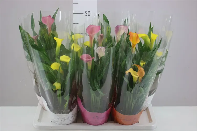 Zant Gemengd Potcover črepník 14 cm