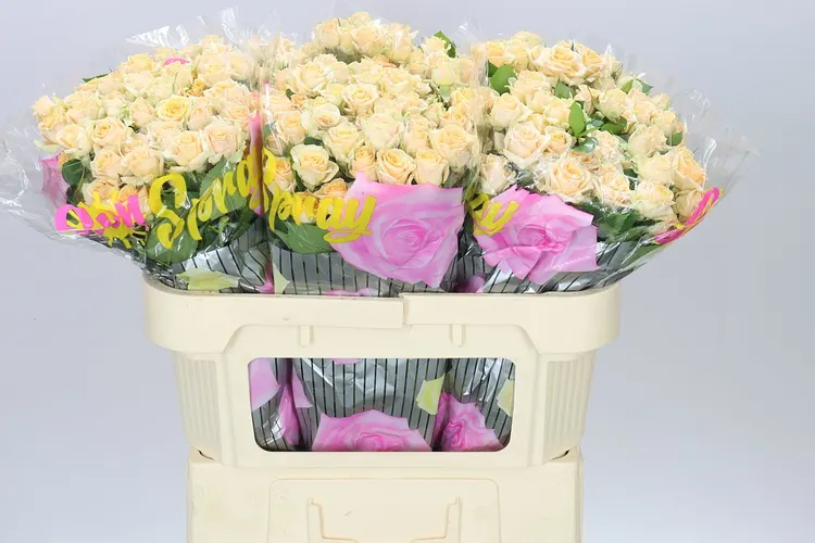 Rosa Tr Trinity 70 cm