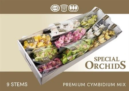 Orchidea Cymbidium mix, celá stonka 60 cm