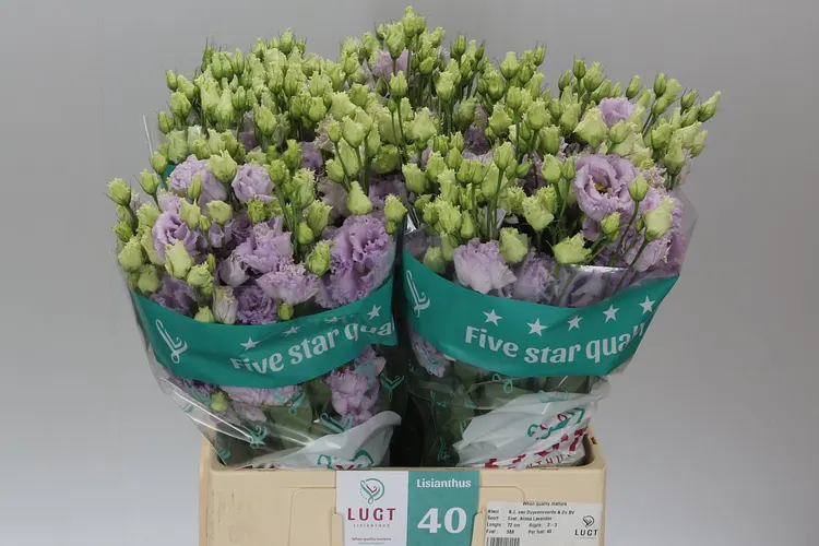 Eust Du Alissa Lavender X50 72 cm
