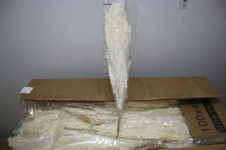 Dried Asparagus Bleached 70 cm