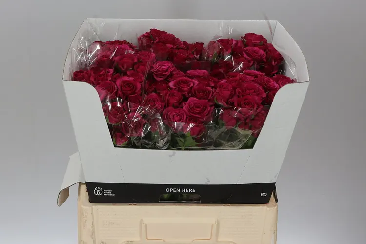 Rosa Tr Cheyenne 60 cm