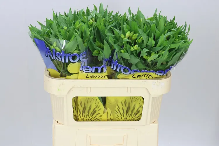 Alstro Lemon 72 cm