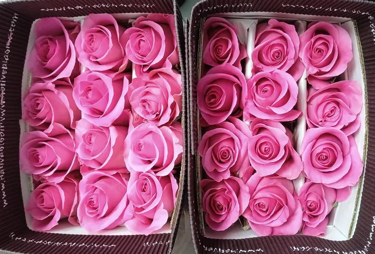 Rosa Gr Ec Pink Martini 70 cm