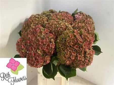 Hyd Kiss Classic Green Red 80 cm