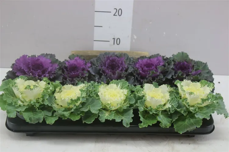 Brassica (sierkool) Gemengd črepník 9 cm