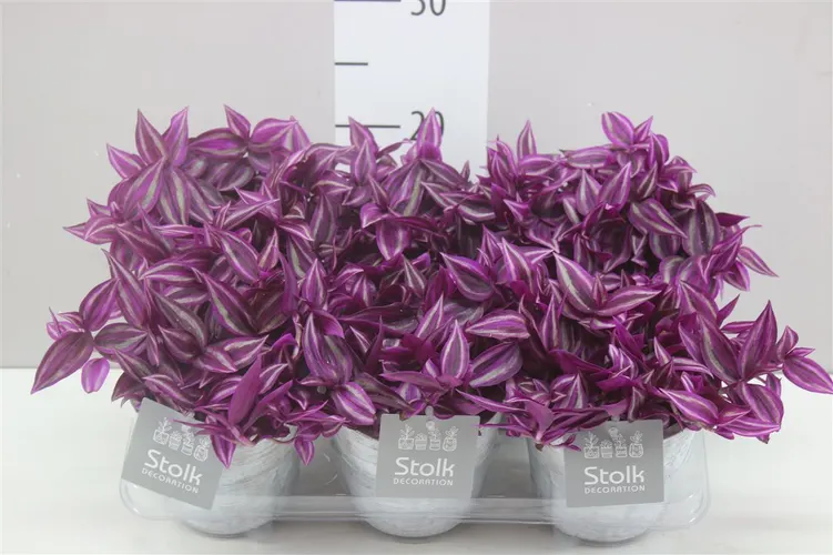 Tradescantia Pink Paradise White Wash v keramike črepník 11 cm