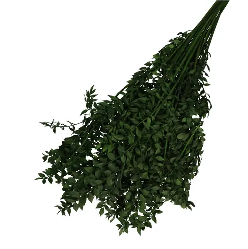Sušený kvet Ruscus zelená 65 cm