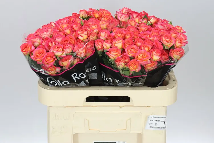 Rosa Tr Summer Dance 60 cm