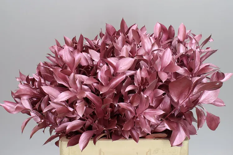 Ruscus Painted Rose/gold 60 cm